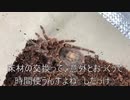 [レトロブライトって]タランチュラ飼育日記その２１８[知ってる？]