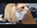 何故か一歩下がる猫
