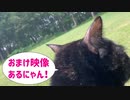 2021/06/17放送（おまけ映像付）【76日目 北海道 河西郡中札内村あずにゃんぽ（猫散歩）】北海道全市町村制覇するまで帰れまてん！　猫と車中泊の旅　日本縦断【旅猫あずき～保護猫から旅猫へ～】