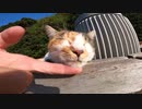 野良猫】今話題の猫スポットが！？男が見た小さな奇跡とは！？【猫動画】