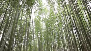 【インスタ部】 鬼滅の刃竈門禰豆子ねずこコ スプレ映えスポット! 【京都嵐山竹林の小道】