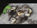 脚グセが悪いカルガモの子供ｗ