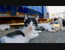 お昼寝の時間も起きて遊び廻るチビ猫たち