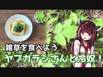 【思い切って野草を食べてみよう】#21 ヤブガラシさんで「冷奴」！
