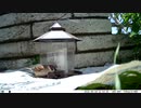 トレイルカメラで雀撮ってみた　202100618_02