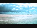 Seagulls living in the Sea