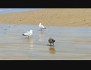 Seagulls living in the Sea