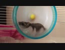 ハムスターが走るだけ