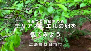 梅雨の自然公園　泡泡な！「モリアオガエルの卵」保存用　広島県廿日市市（おおの自然観察の森）　