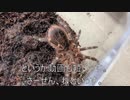 [バドワイザーは]タランチュラ飼育日記その２１９[水なんですよ]