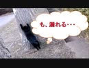 【まさか！？】落ち着きのないネコの、その後の行動・・・