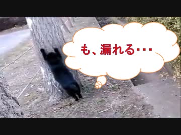 【まさか！？】落ち着きのないネコの、その後の行動・・・