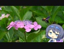 【CeVIO写真】息抜きスナップショット＿30枚目【紫陽花と“みつ”】