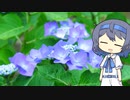 【CeVIO写真】息抜きスナップショット＿33枚目【紫陽花の色】