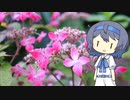 【CeVIO写真】息抜きスナップショット＿36枚目【紅のヤマアジサイ】