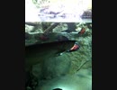 シルバーあろわな