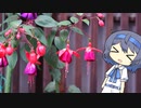 【CeVIO写真】息抜きスナップショット＿31枚目【真っ赤な踊り子“フクシア”】