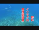 イソマグロ・慶良間諸島ダイビング・黒島ダイビング！