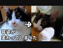 家猫が夏バテ『秋刀魚で栄養促進』が…ベッドの下に持っていかれあわや惨事
