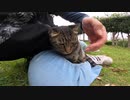 野良猫】摩訶不思議？男が体験した地域猫との不思議な関係とは！？【猫動画】