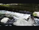 カルガモ親子の堰登り【成長後】