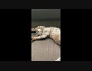 全力で機能を停止した猫