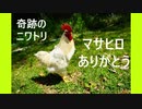 【ゆっくり】奇跡のニワトリ・マサヒロ追悼