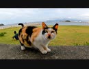 防波堤に座ると三毛猫がモフられに来た