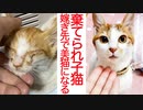棄てられ子猫、巣立ち後にふくふくになる