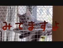 寝顔が可愛かったので近づいて写メ撮ろうとしたら、、、