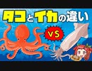 【ゆっくり解説】意外と知らない？イカとタコの違いや栄養