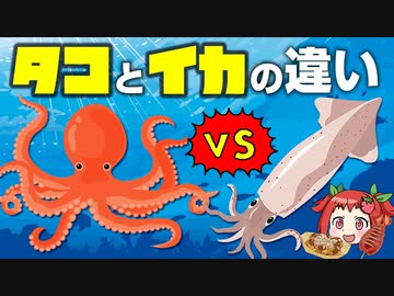 【ゆっくり解説】意外と知らない？イカとタコの違いや栄養