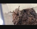 [記録は残すことに意味がある]タランチュラ飼育日記その２２０[正直すまんかった]