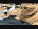 聞いちゃいないタタルさん　＃238