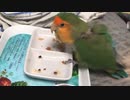 初芽出しソルガムとおほしペレット(※女性声注意)