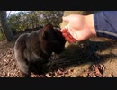 野良猫】皆様は野良猫が冬の厳しい寒さを乗り切る方法ご存じですか！？【猫動画】