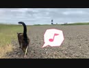 2021/06/20放送【79日目 北海道 網走市能取岬  あずにゃんぽ（猫散歩）】北海道全市町村制覇するまで帰れまてん！　猫と車中泊の旅　日本縦断【旅猫あずき～保護猫から旅猫へ～】