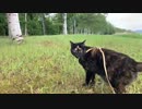 2021/06/21放送【80日目 北海道 網走郡大空町 あずにゃんぽ（猫散歩）】北海道全市町村制覇するまで帰れまてん！　猫と車中泊の旅　日本縦断【旅猫あずき～保護猫から旅猫へ～】