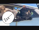 2021/06/21放送【80日目 北海道 網走郡大空町② あずにゃんぽ（猫散歩）】北海道全市町村制覇するまで帰れまてん！　猫と車中泊の旅　日本縦断【旅猫あずき～保護猫から旅猫へ～】