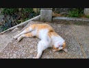 猫島の神社の階段を上ると猫が追いかけてきてスライディング・ゴロンを決めた