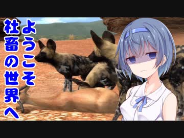 【AFRIKA】セイカの社畜業務日誌【VOICEROID実況】Part4