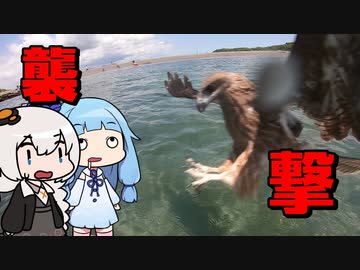 平和に釣りしてたら野生動物に襲われたおじさんを実況する紲星と琴葉【VOICEROIDフィッシング】