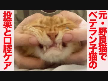 元野良猫の頭が子猫の口腔ケアと投薬に挑む