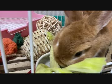 ヤングコーンを食べよう　うさぎのサリーちゃん