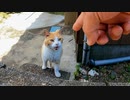 路地裏で出会った猫を撫でると他の猫も撫でられにやってきた