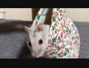 ミトンで遊ぶ　【オッドアイのハムスター】