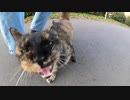 野良猫の寿命は約３～５年、猫が生きて行く為に貴方なら何をしますか？【猫動画】【癒し】