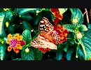 Vivid Natural Society