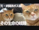 武闘派ボス猫、引退後に訪れた生命の岐路