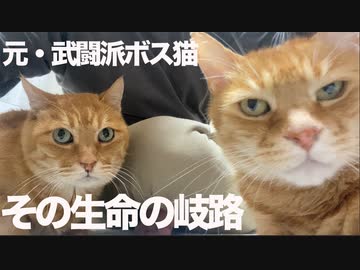 武闘派ボス猫、引退後に訪れた生命の岐路
